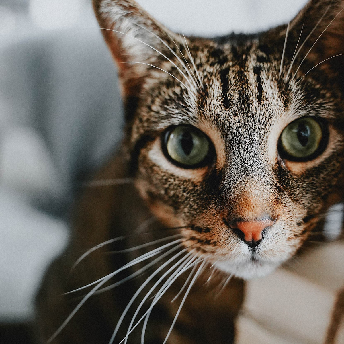Closeup of tabby cat