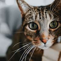 Closeup of tabby cat