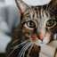 Closeup of tabby cat