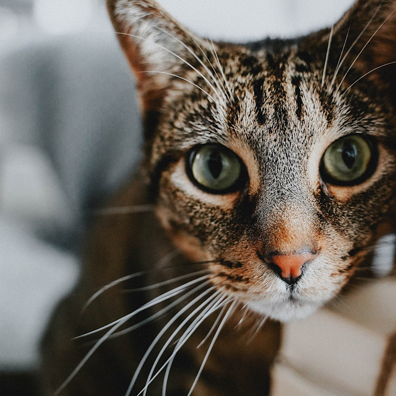 Closeup of tabby cat