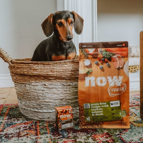 Dachshund sitting in basket with NOW FRESH kibble bag and Tetra Pak