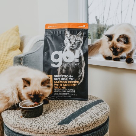 Two Himalayan cats by window with bag of GO! SOLUTIONS DIGESTION + GUT HEALTH kibble