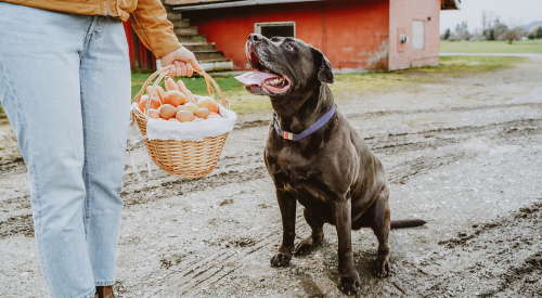 Dog on farm with owner carrying basket of eggs, fruits, and veggies