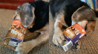 Beagle eating from carton of Now Fresh