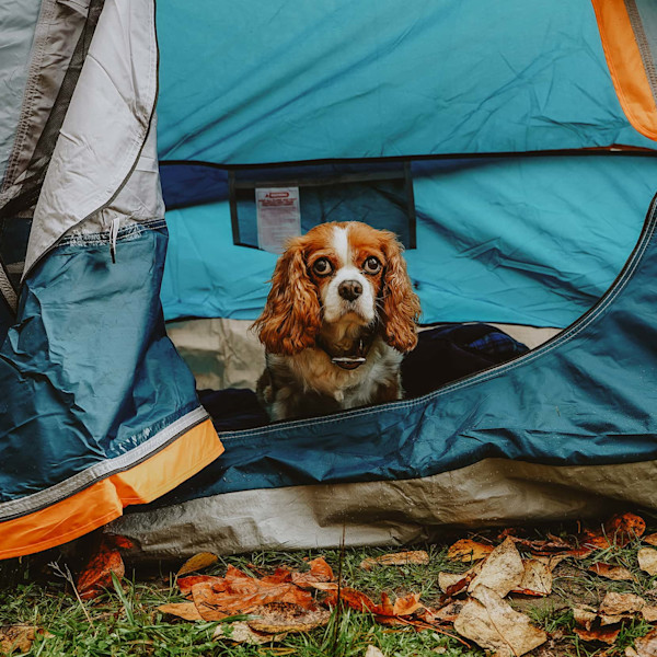 Cocker Spaniel in tent