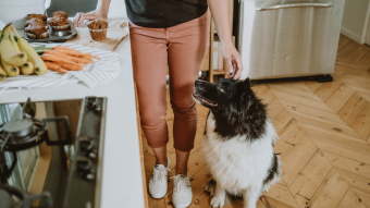Dog watching owner grab muffin in kitchen