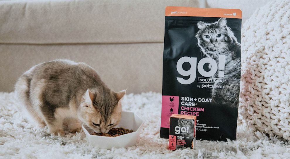 Cat eating kibble from bowl beside GO! SOLUTIONS wet and dry food packaging