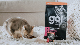 Cat eating kibble from bowl beside GO! SOLUTIONS wet and dry food packaging