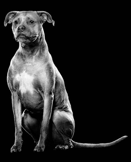 Dog sitting