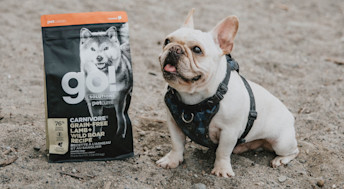 Frenchie dog on the beach with a bag of Go! Solutions Carnivore Lamb + Wild Boar kibble