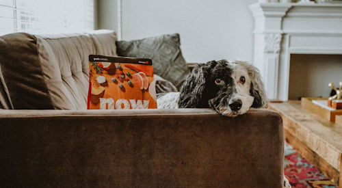 Black and white dog resting his head on the couch next to NOW FRESH kibble bag