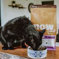 Senior cat eating Now Fresh kibble