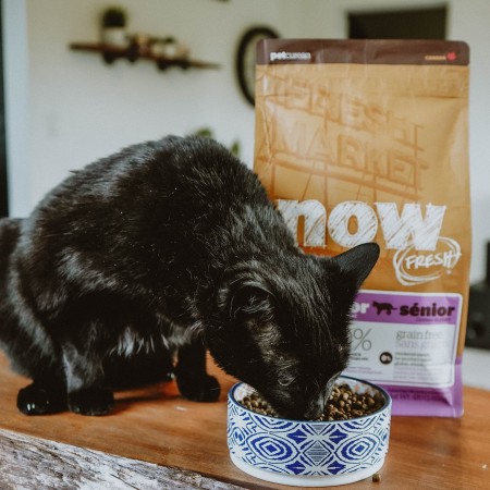 Senior cat eating Now Fresh kibble