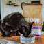Senior cat eating Now Fresh kibble
