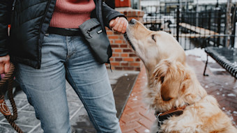 Golden Retriever dog being rewarded from treat bag