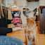 Dog waiting for Go! Solutions Benefit Chews Sensitivities treats
