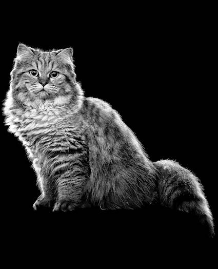 Fluffy cat looking at camera