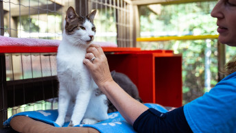 Volunteer petting cat at animal shelter