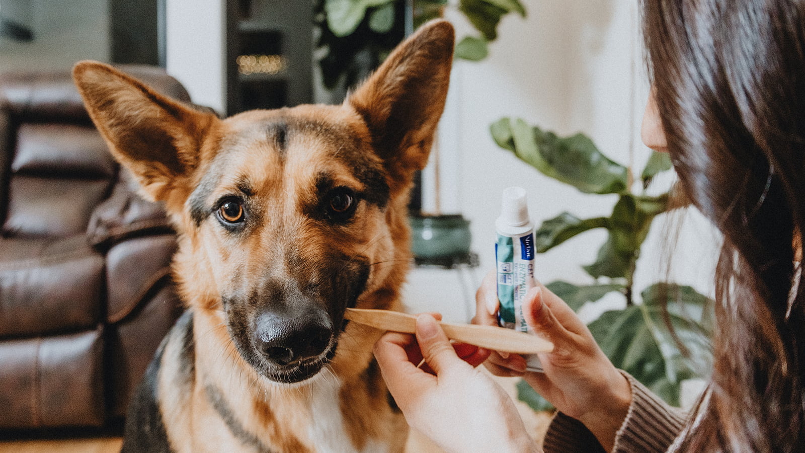 Can Dogs Get Cavities? | Go! Solutions