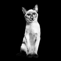 GO-SOLUTIONS-Product-Pet-Image-Cat-Siamese