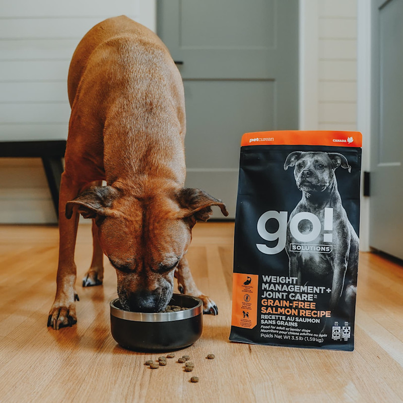 Dog eating Go! Weight Management + Joint Care Salmon recipe kibble
