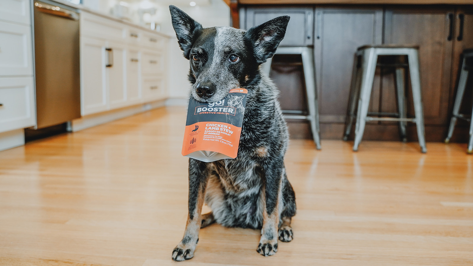 Blue heeler dog food best sale