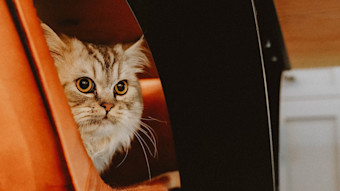 Cat peeking from behind orange chair