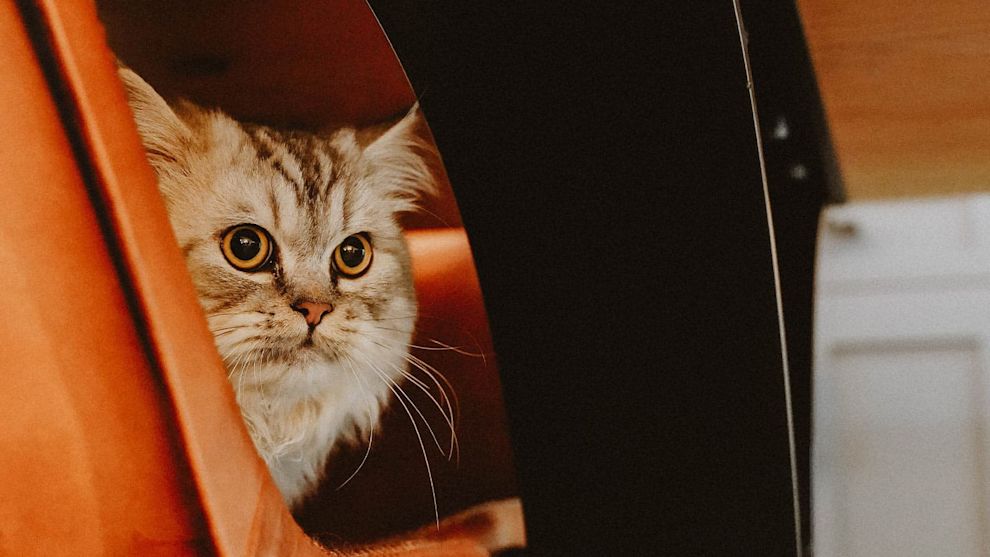 Cat peeking from behind orange chair