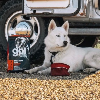 White Husky laying beside bag of Go! Solutions
