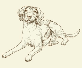 Senior dog illustration