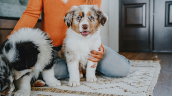 Happy puppy smiling at camera with pet parent and second puppy