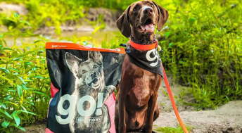 Brown dog in green field smiling beside GO! kibble bag