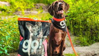 Brown dog in green field smiling beside GO! kibble bag