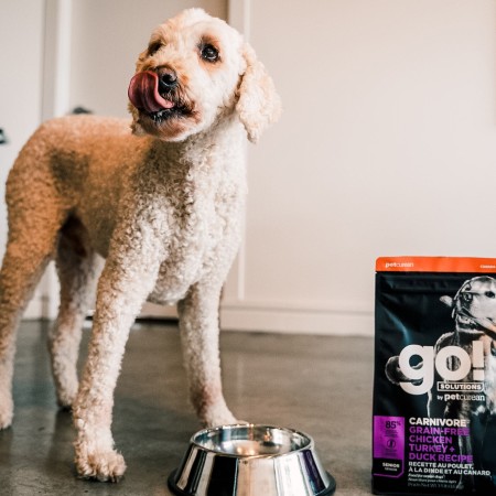 Standard Poodle with bowl beside bag of GO! SOLUTIONS CARNIVORE Grain-Free Chicken, Turkey + Duck Senior Recipe for Dogs