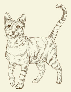 Cat illustration