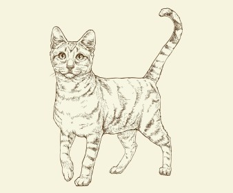 Cat illustration