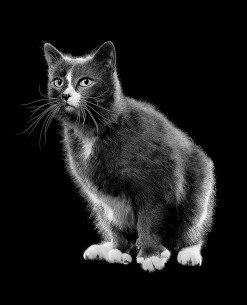 Black and white cat sitting