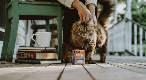 Long haired cat on a porch with NOW FRESH Wild Salmon Pâté Tetra Pak