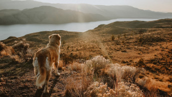 Golden Retriever dog looking over valley