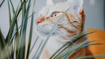 Cat with head in grass