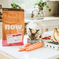 Cat eating Now Fresh kibble on counter with fresh fruits and veggies