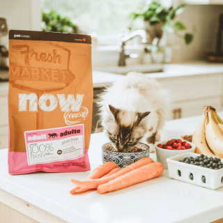 Cat eating Now Fresh kibble on counter with fresh fruits and veggies