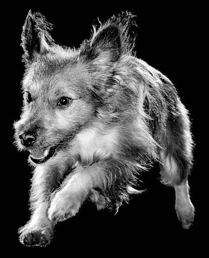 Terrier dog leaping in black and white