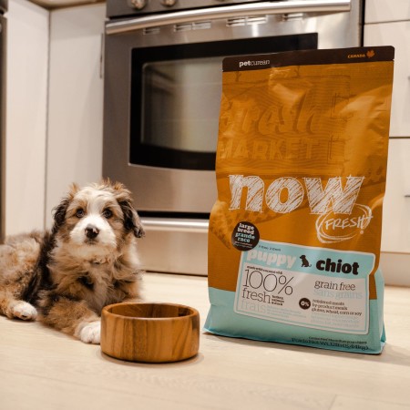 Puppy beside bag of Now Fresh large breed puppy food