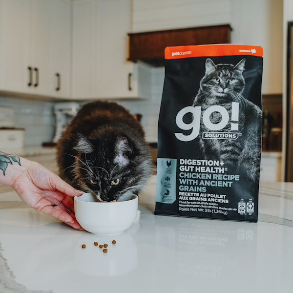 GO! Solutions Digestion + Gut Health Chicken Recipe With Ancient Grains Dry Cat Food