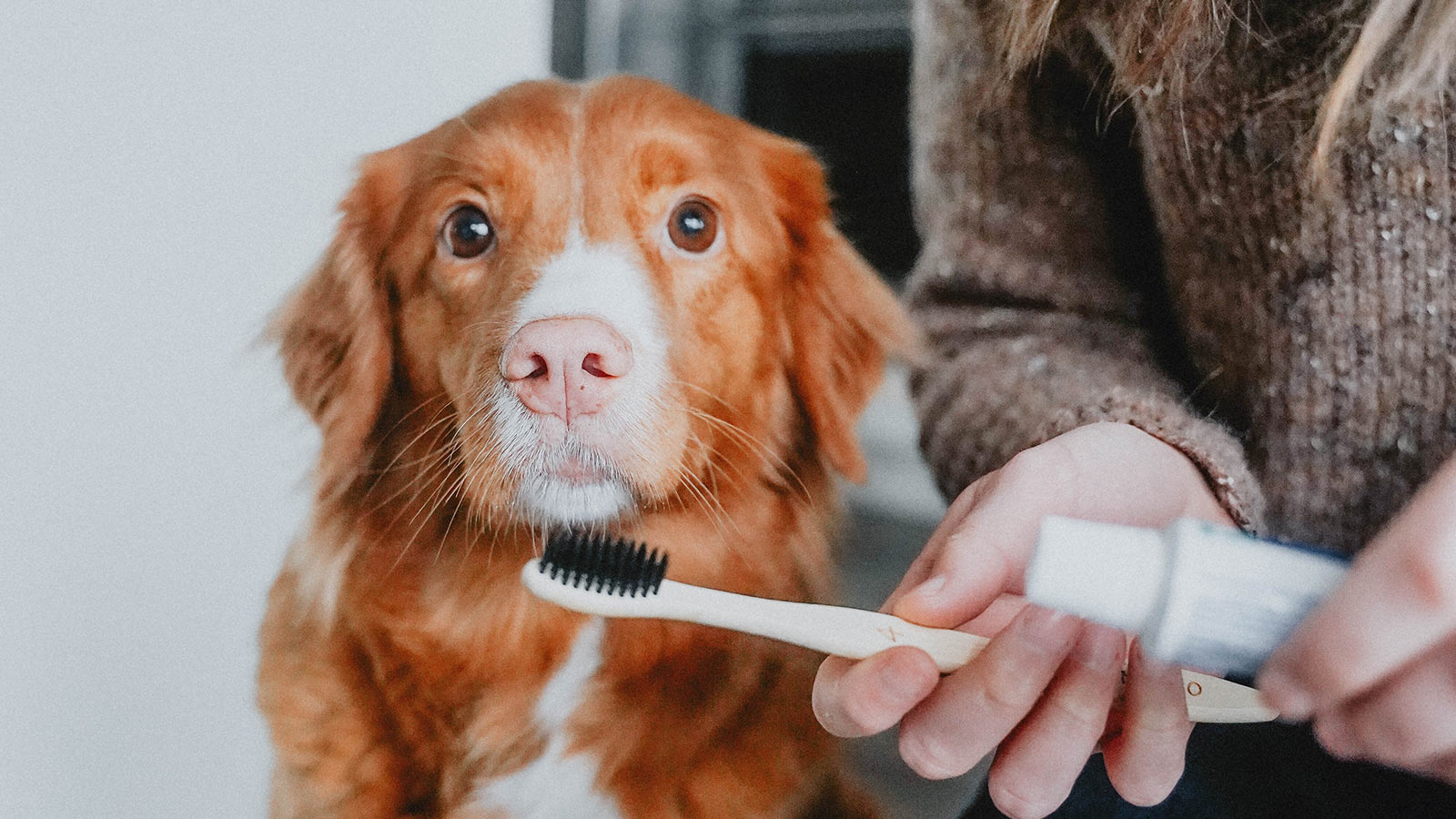 How to Clean a Dog’s Teeth Go! Solutions