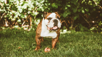 English Bulldog in grass with ball