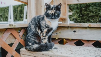 Black brown and white cat staring at camera on the porch