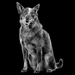 Blue Heeler dog in black and white