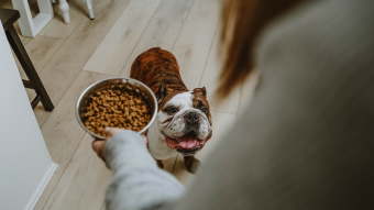 Bulldog waiting for bowl of kibble